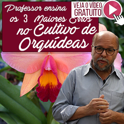 Você Cultiva ou quer aprender a Cultivar Orquídeas?