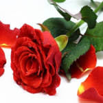 A Rosa Vermelha gallica