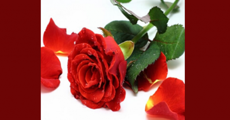 A Rosa Vermelha gallica