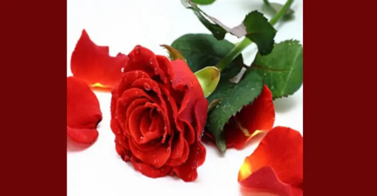 A Rosa Vermelha gallica