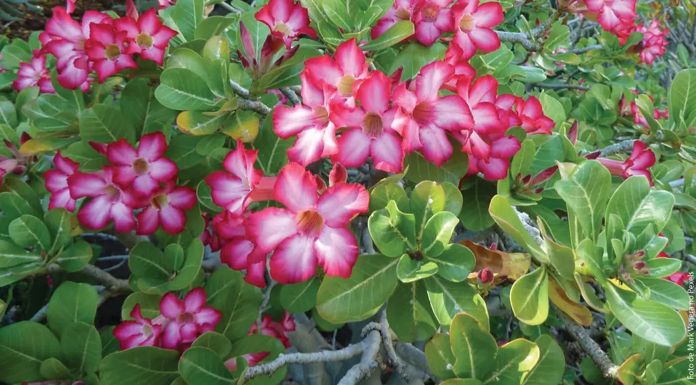 Rosa do Deserto e a Lenda