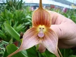 orquidea macaco