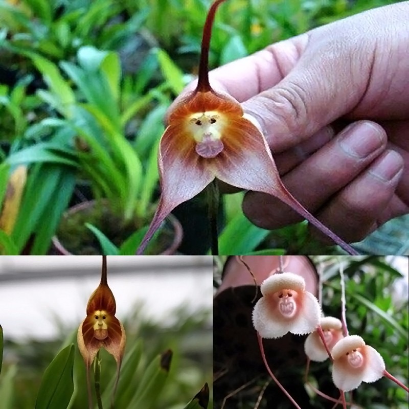 A Inigualável Orquídea Cara de Macaco O nome também foi dado