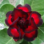 ALGUMAS CURIOSIDADES SOBRE A ROSA DO DESERTO