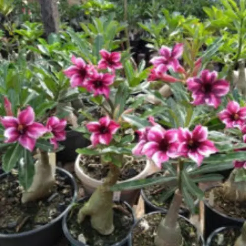 As 40 maiores curiosidades sobre as Rosas do Deserto 3