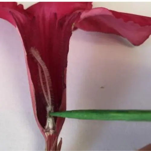 As 40 maiores curiosidades sobre as Rosas do Deserto 5