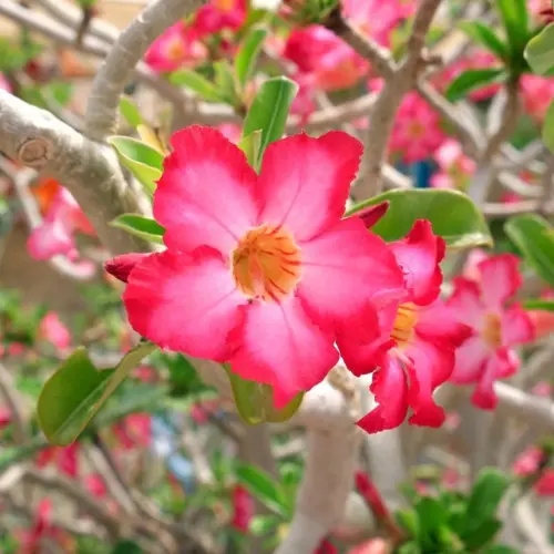 As 40 maiores curiosidades sobre as Rosas do Deserto 4