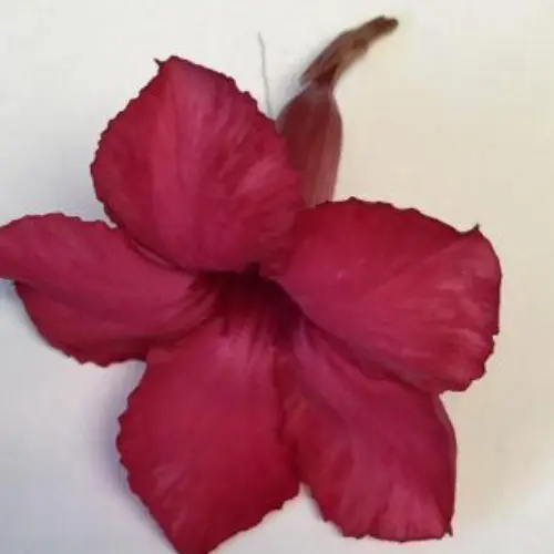 As 40 maiores curiosidades sobre as Rosas do Deserto 5
