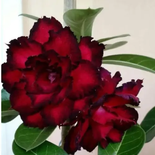 As 40 maiores curiosidades sobre as Rosas do Deserto