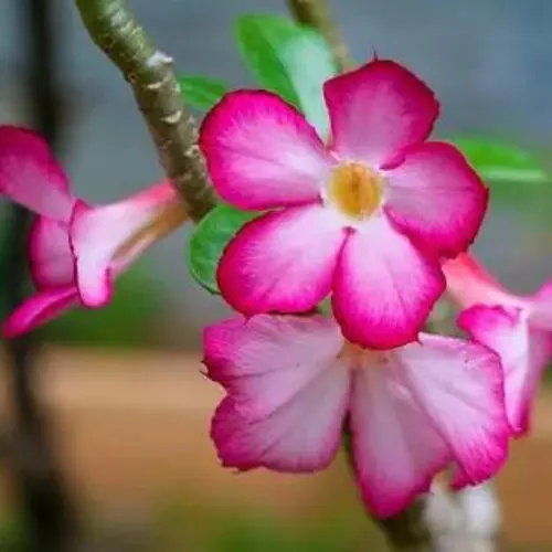 Boas práticas ao adquirir uma rosa do deserto e trazer para sua coleção