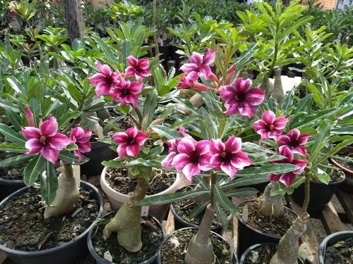 As 40 maiores curiosidades sobre as Rosas do Deserto 3