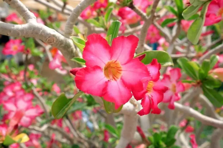 Como fazer a polonização da Rosa do Deserto 4